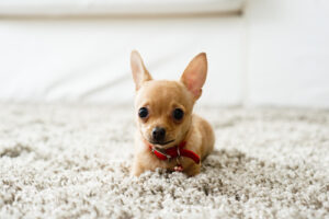 Carpet Cleaning for Pet Owners