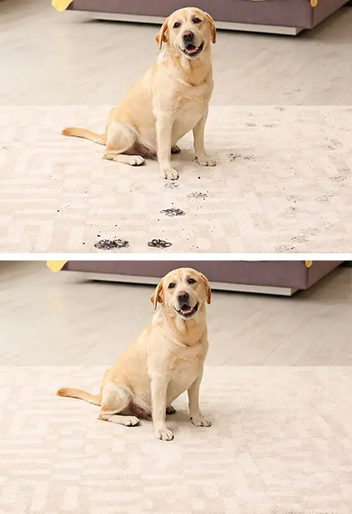 carpet cleaning